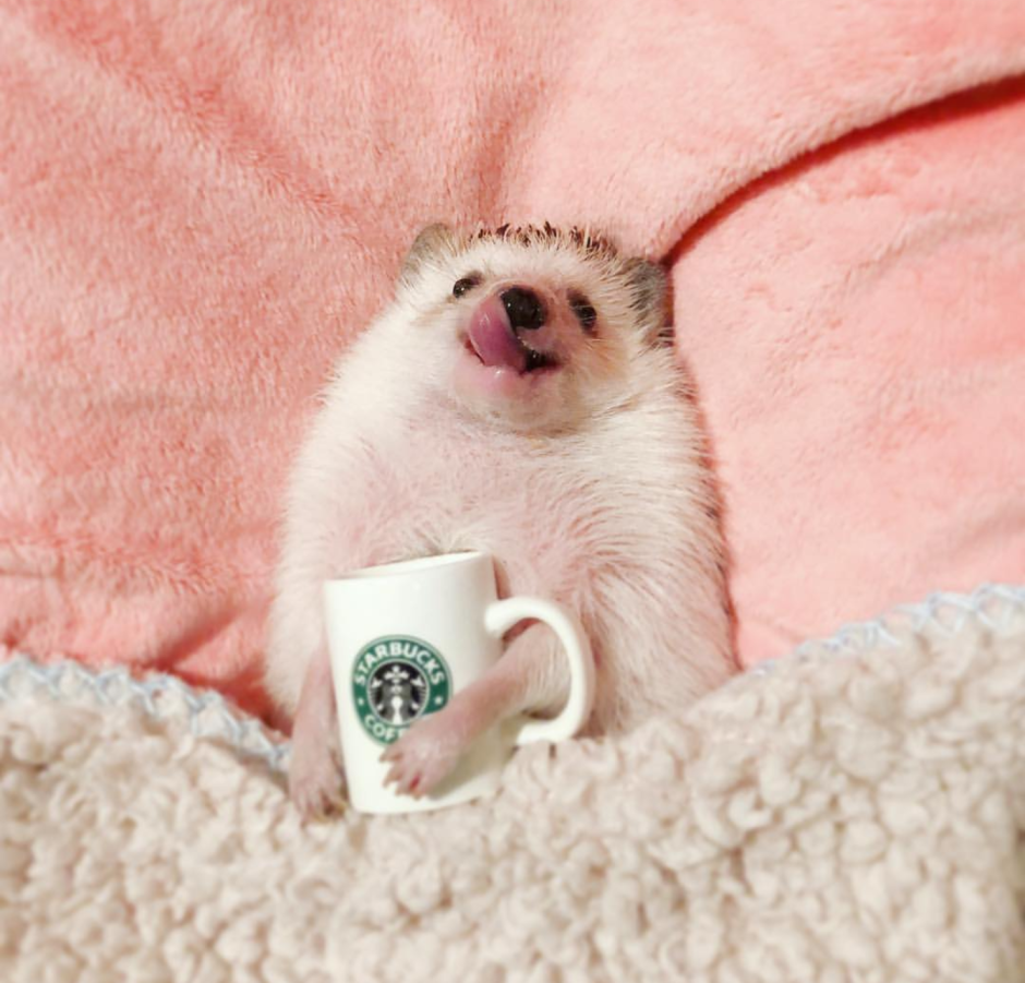 Доброе утро собаки