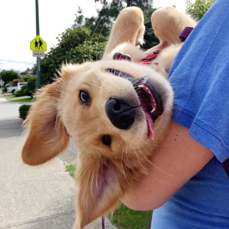 Страшный Ежик