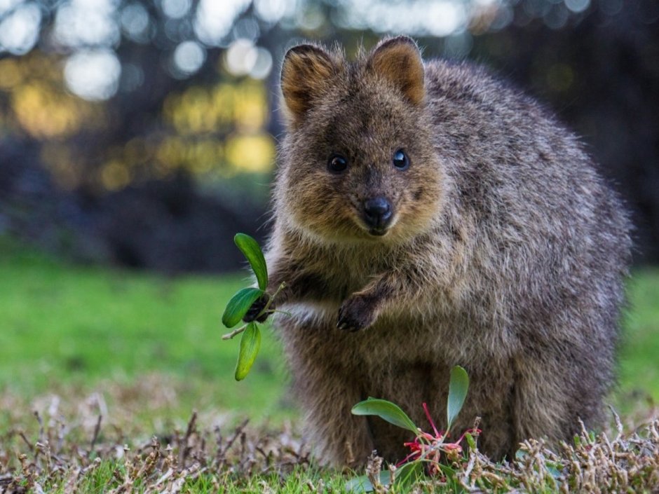 Квокка или короткохвостый кенгуру