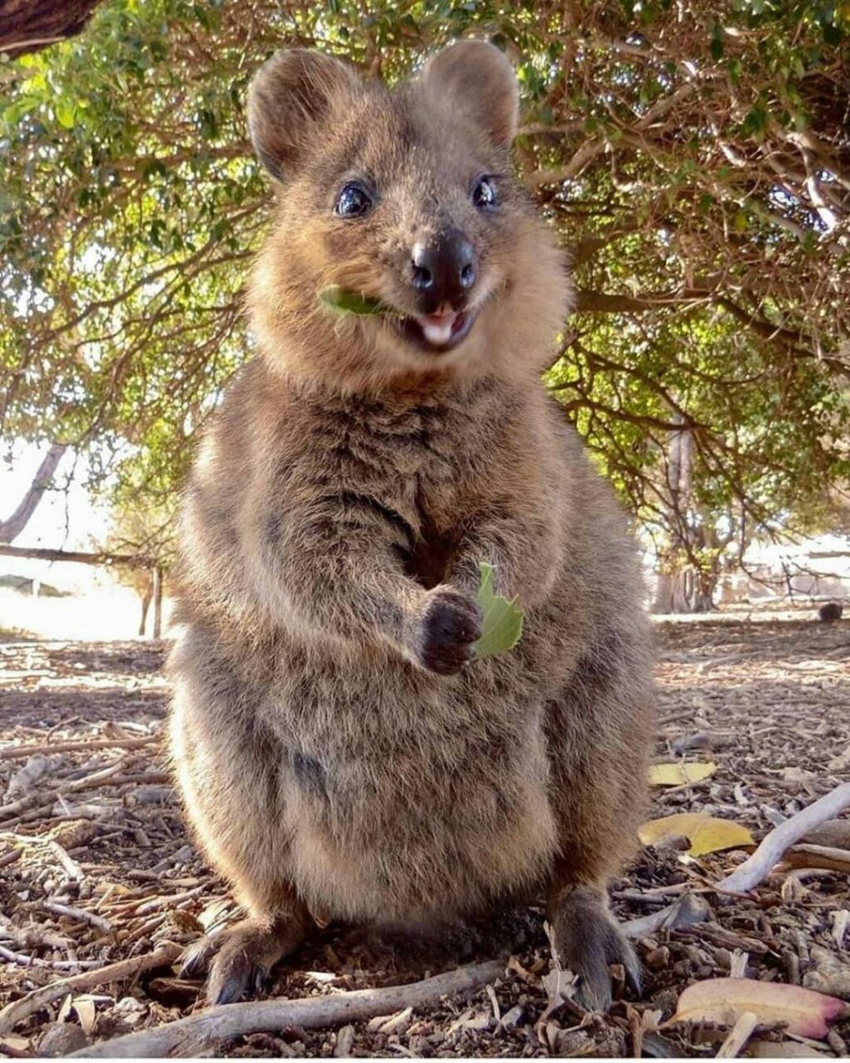 Счастливая собака