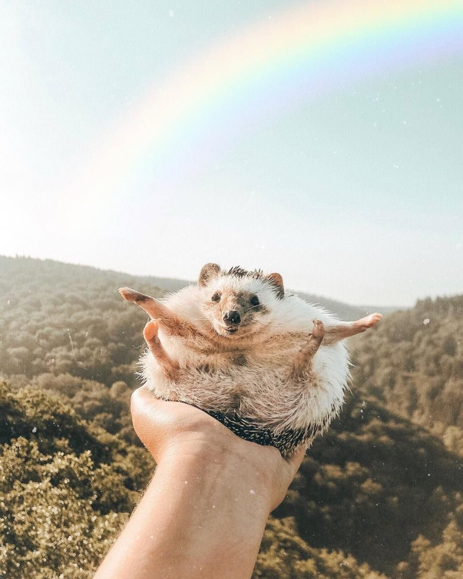 Счастливые животные