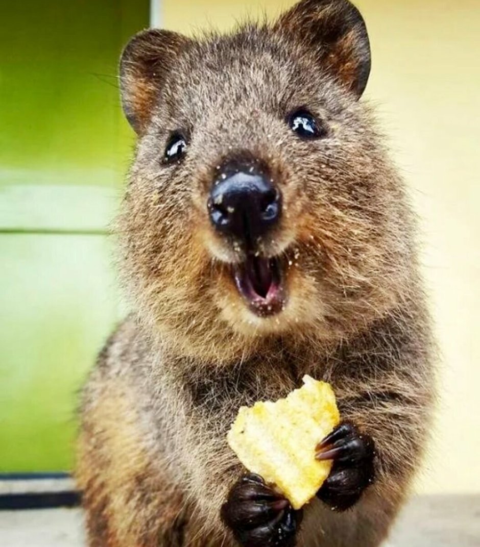 Квокка aesthetic