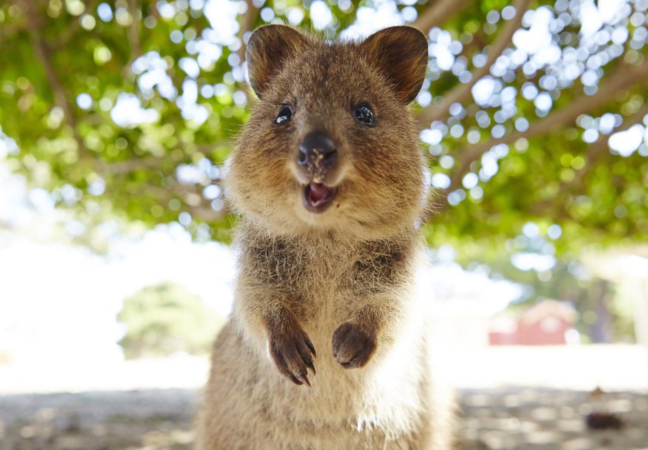Квокка животное