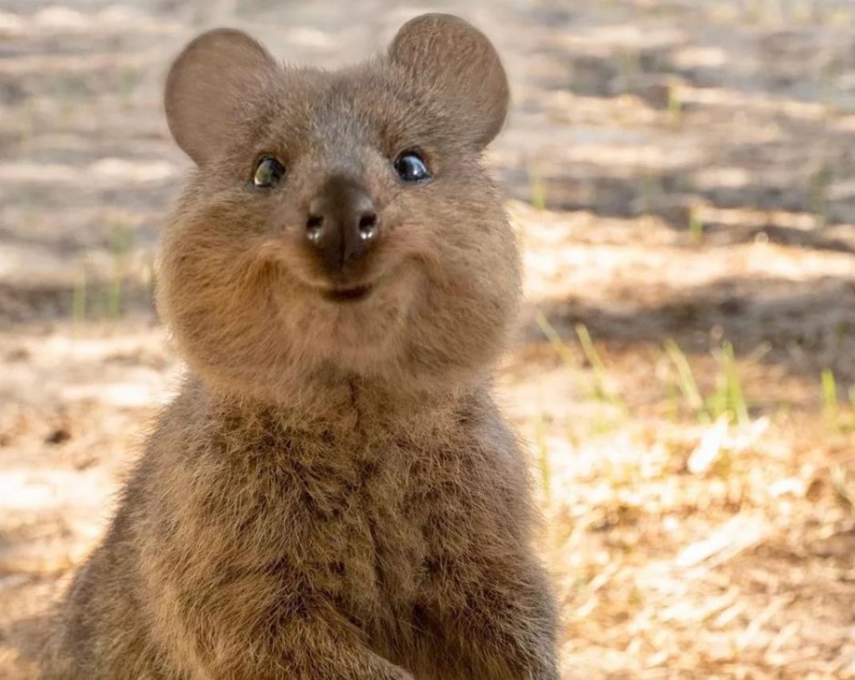 Квокка (короткохвостый кенгуру)