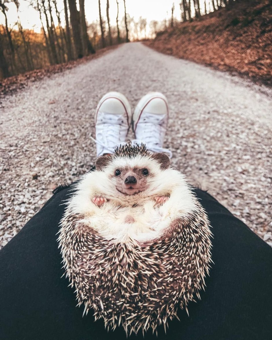 Эстетика животных