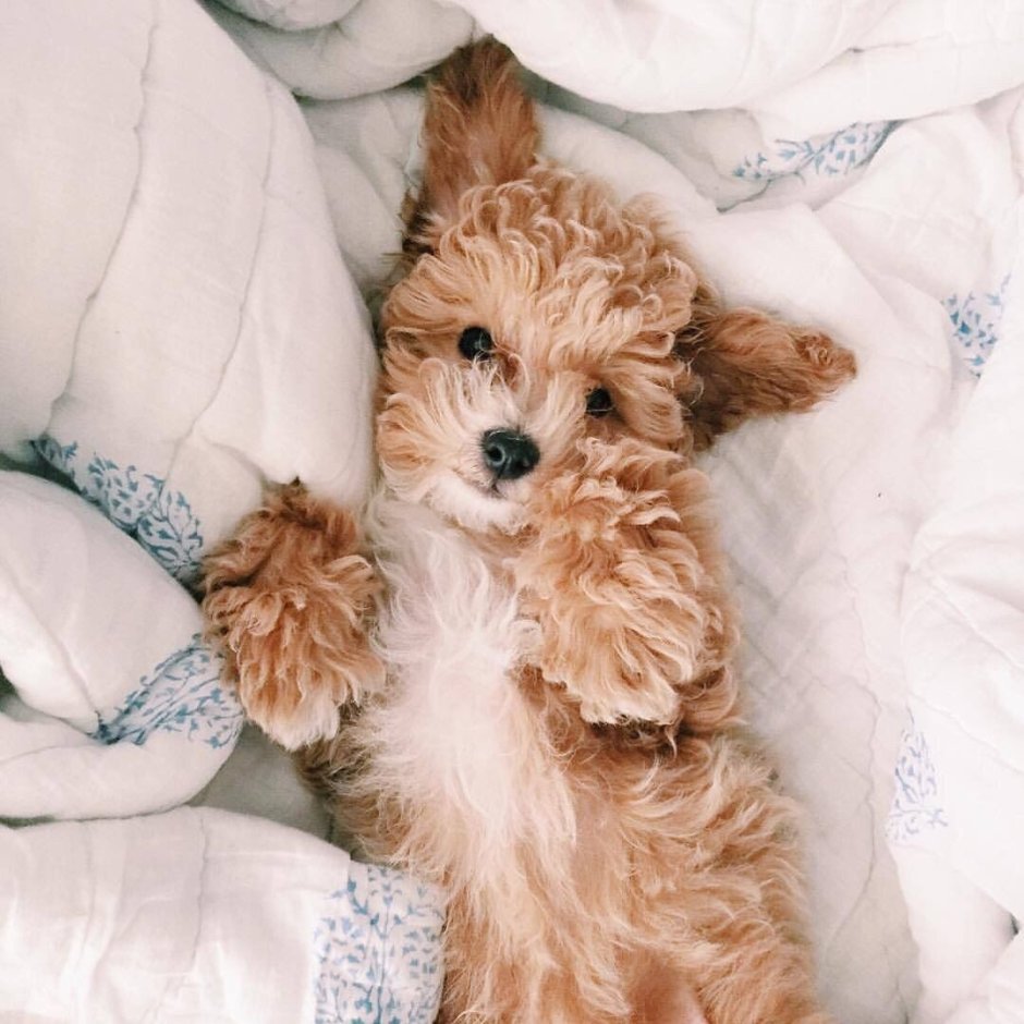 Мышка с цветочком