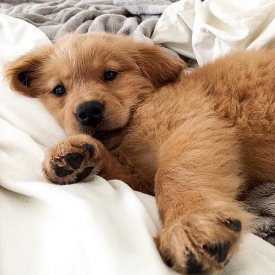 Милый корги