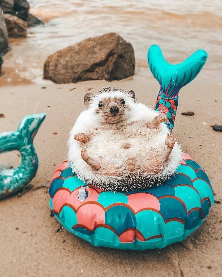 Милый щенок