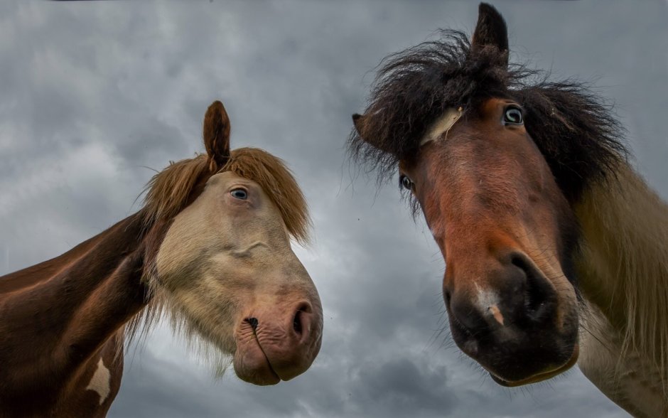 Леди Годива фотосессия