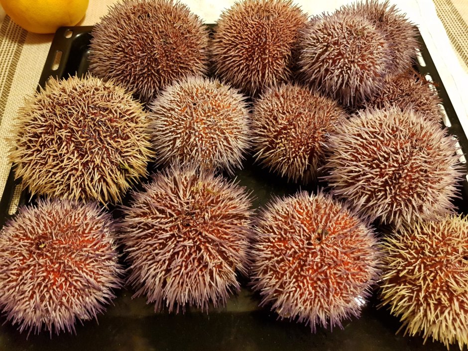 Морские ежики на камнях