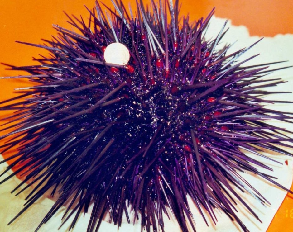 Класс морские Ежи (Echinoidea)