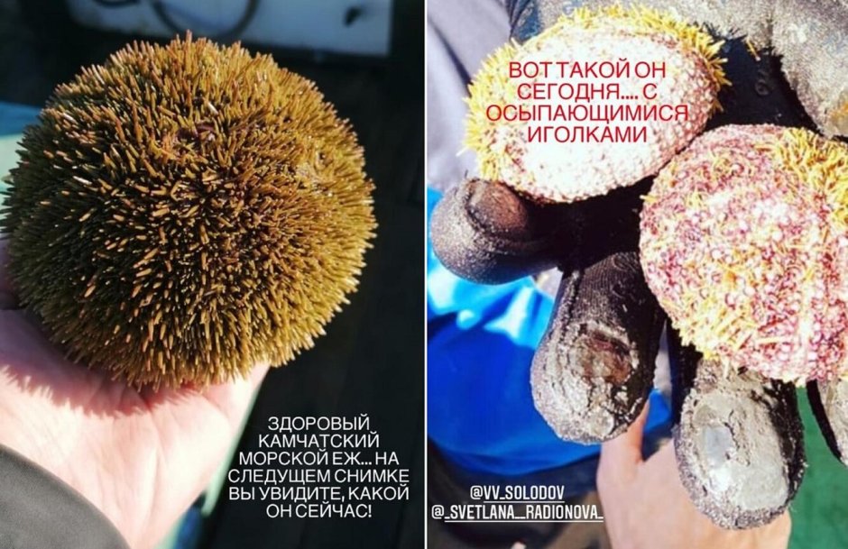 Камчатский морской еж