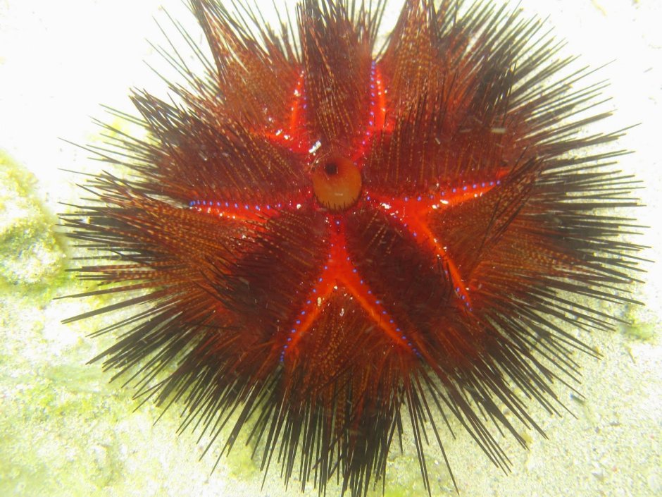 Морской еж глаза