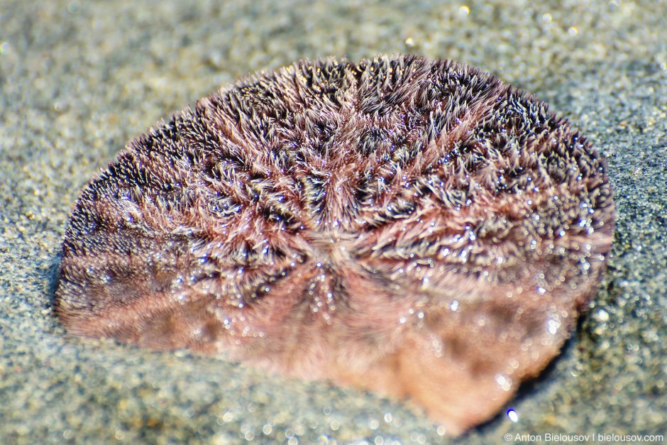 Морской ёж песчаный доллар (Clypeaster humilis)