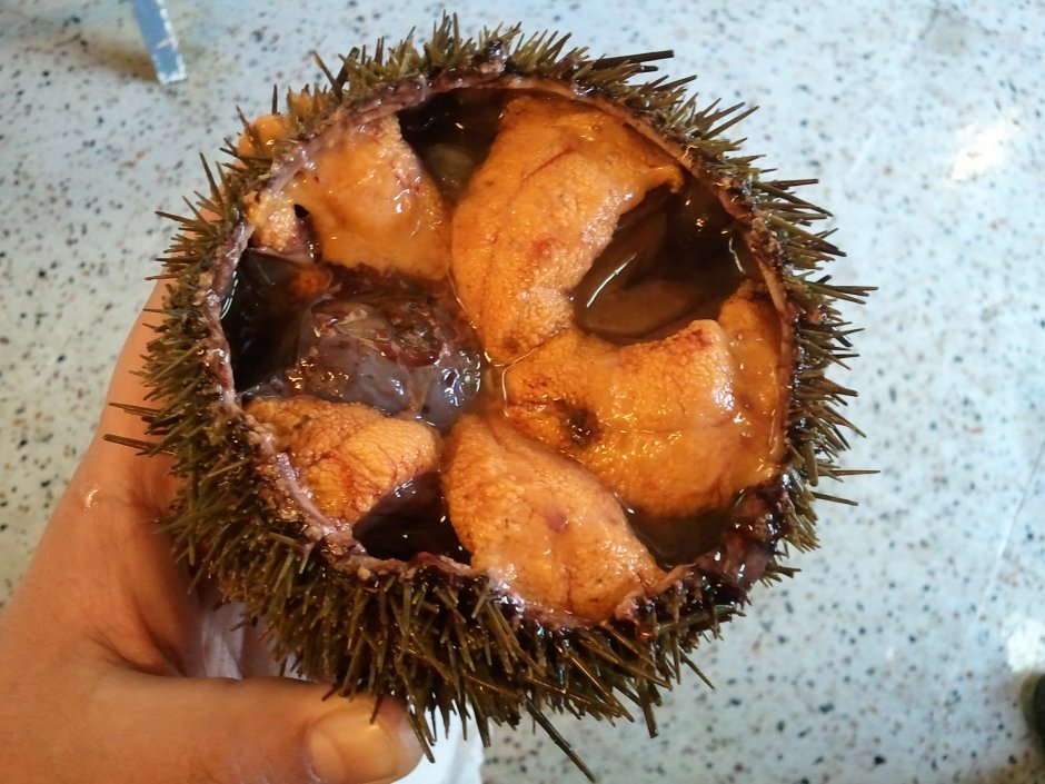 Морской еж самка
