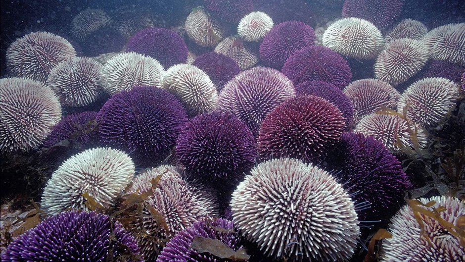 Echinus esculentus