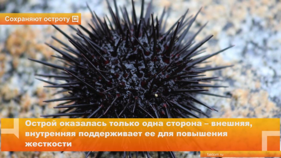 Гиф зуб морского ежа в работе