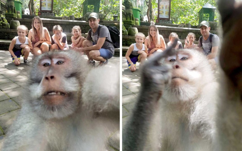 Обезьяны фоткаются