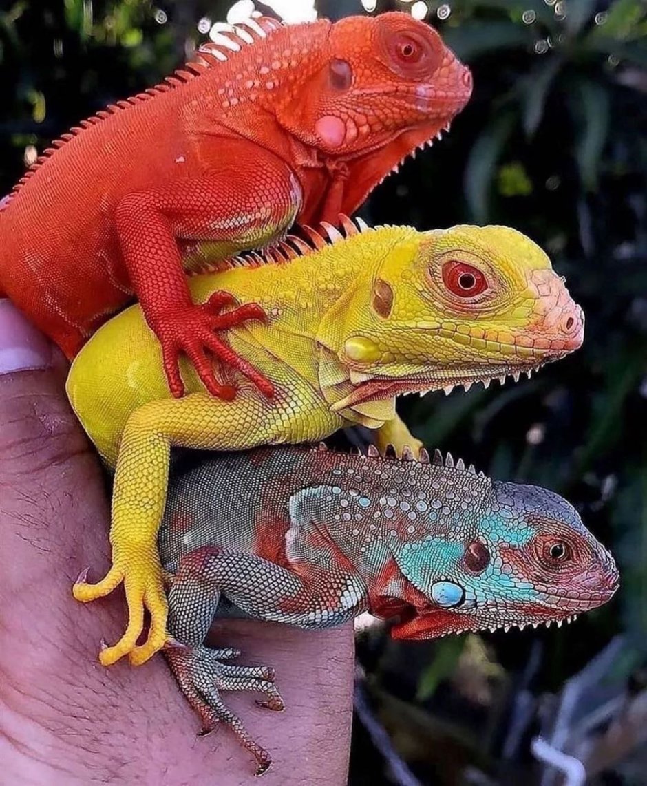 Игуана красная (Iguana Iguana)