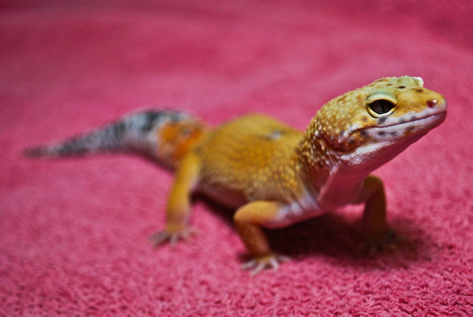 Эублефар (Eublepharis macularius)