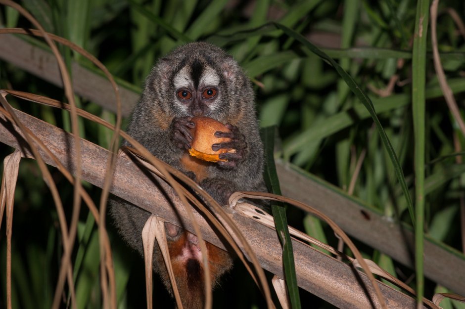 Owl Monkey