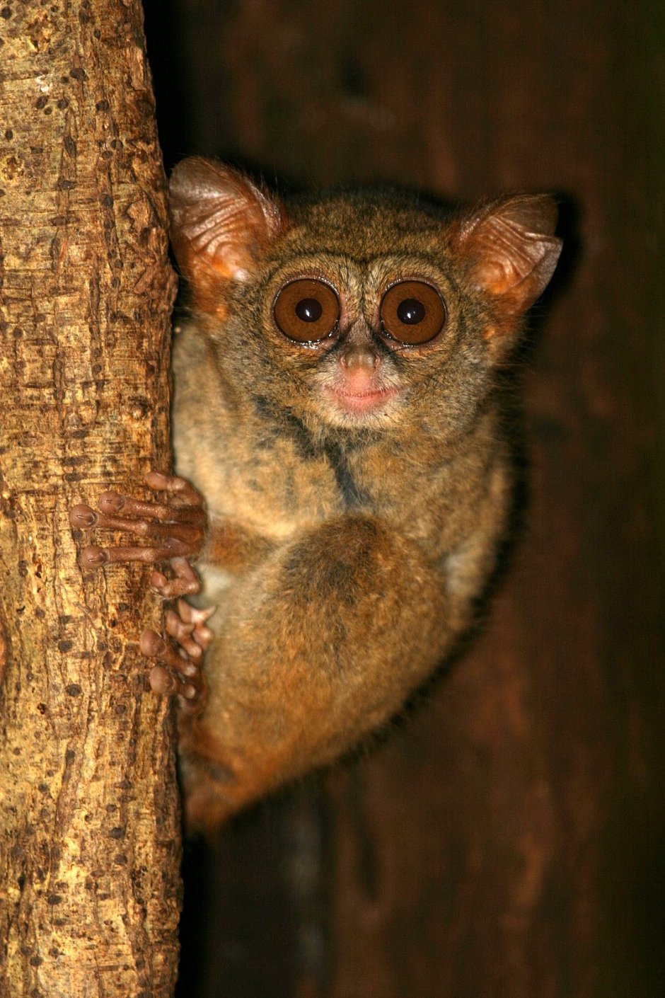 Aotus nigriceps
