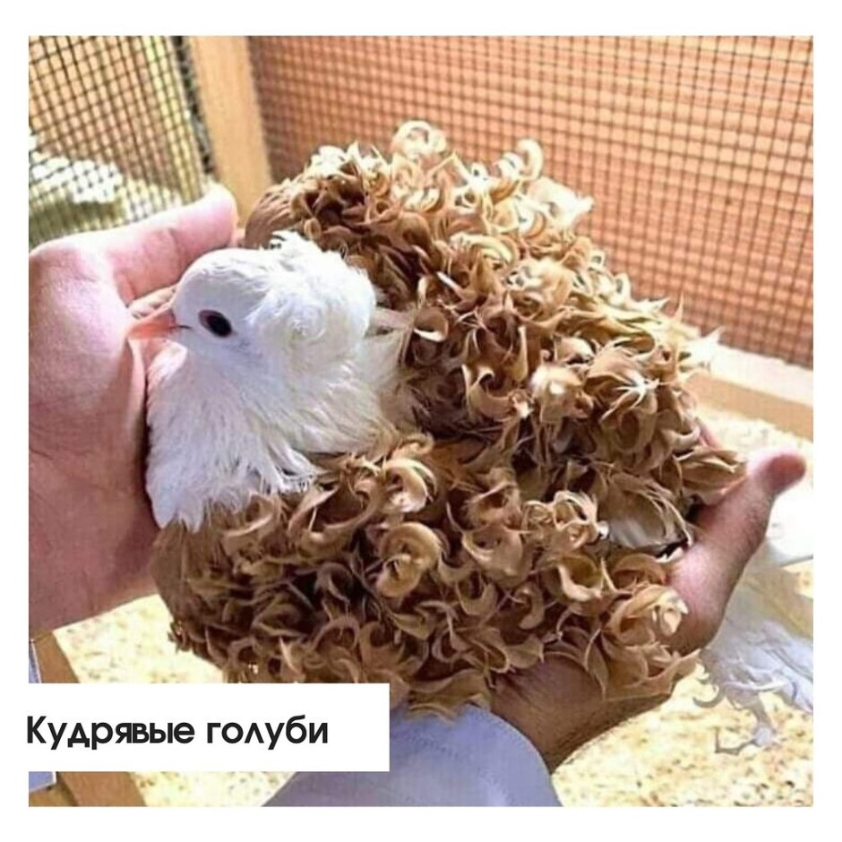 Голландский вислоухий кролик