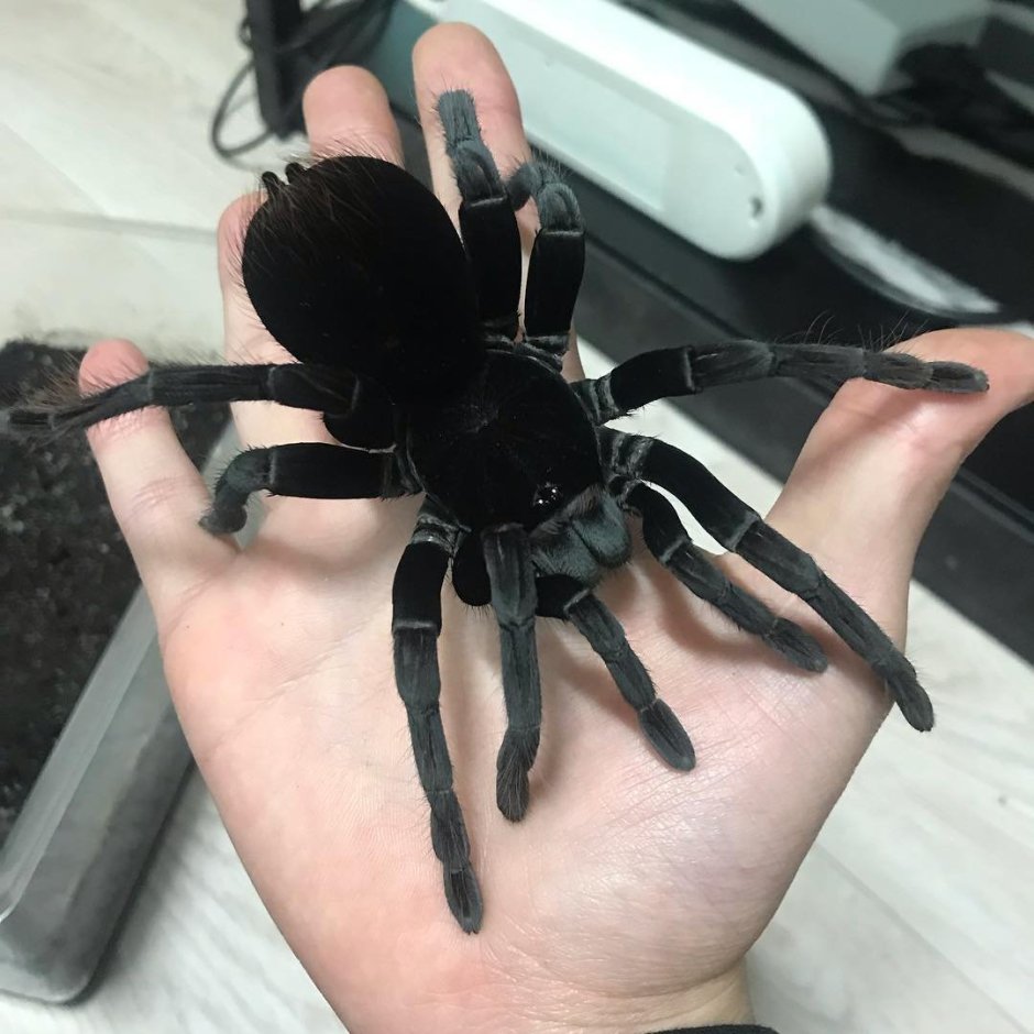 Паук Grammostola pulchra