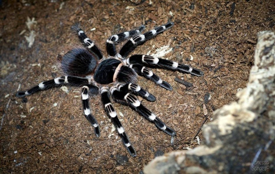 Паук-птицеед геникулята Acanthoscurria geniculata