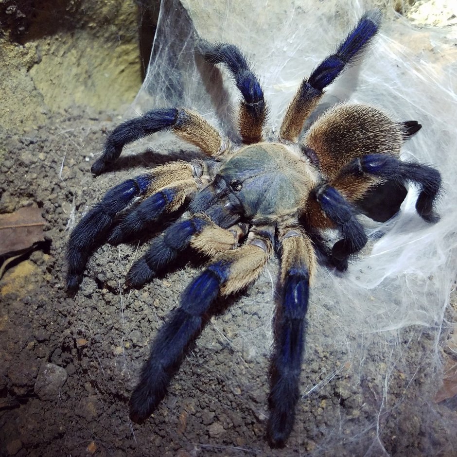 Monocentropus balfouri l4