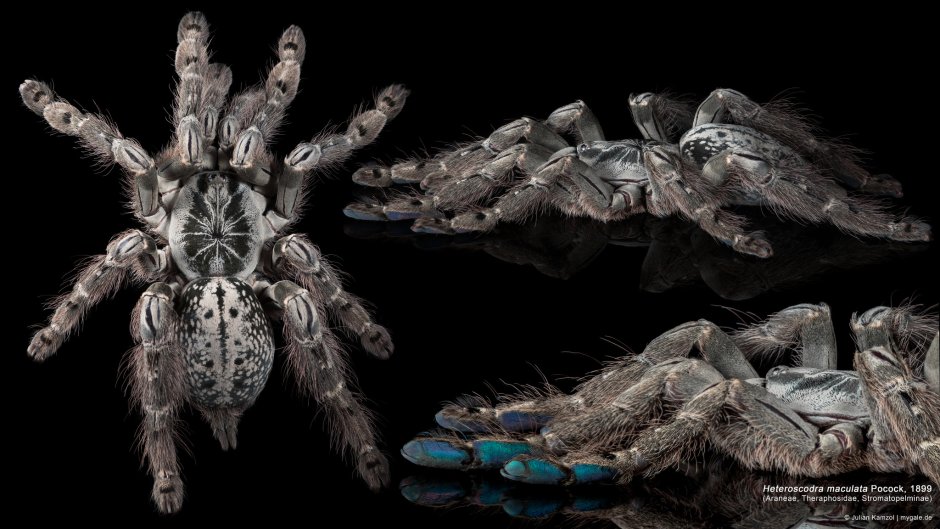 Паук-птицеед Heteroscodra maculata