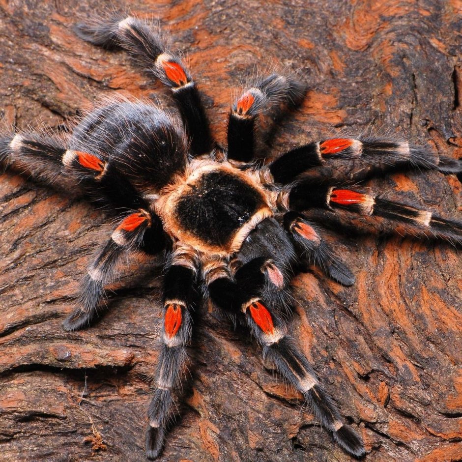 Brachypelma Ауратум