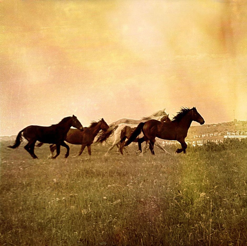 Табун лошадей в снежных горах