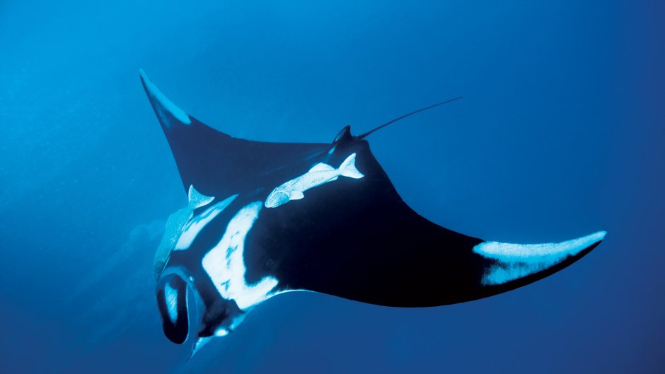 Giant Oceanic Manta ray