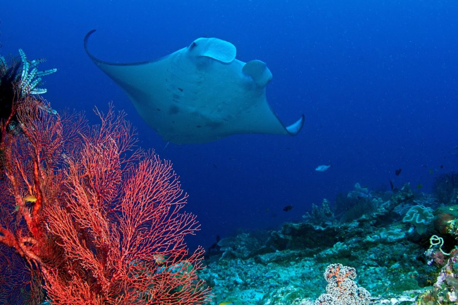 Скат красное море Египет Манта