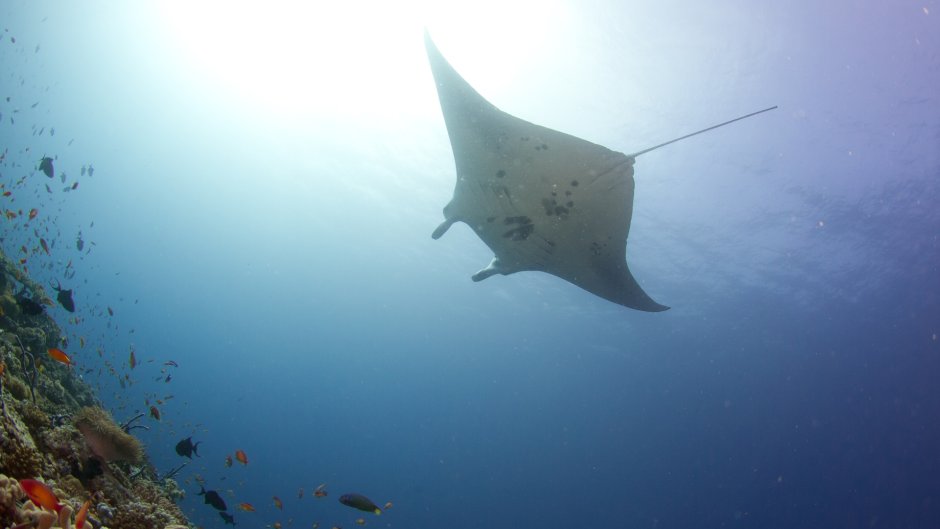 Скат Аравийское море