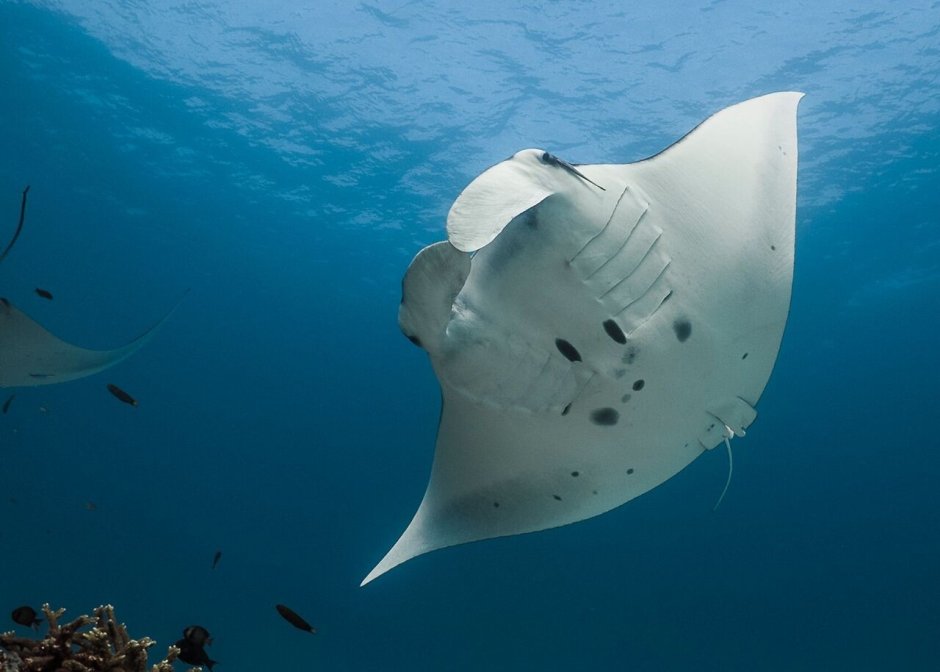 Скаты манты красное море