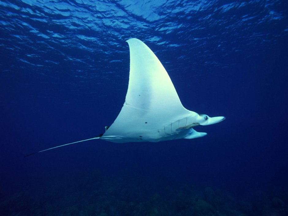 Скаты манты красное море