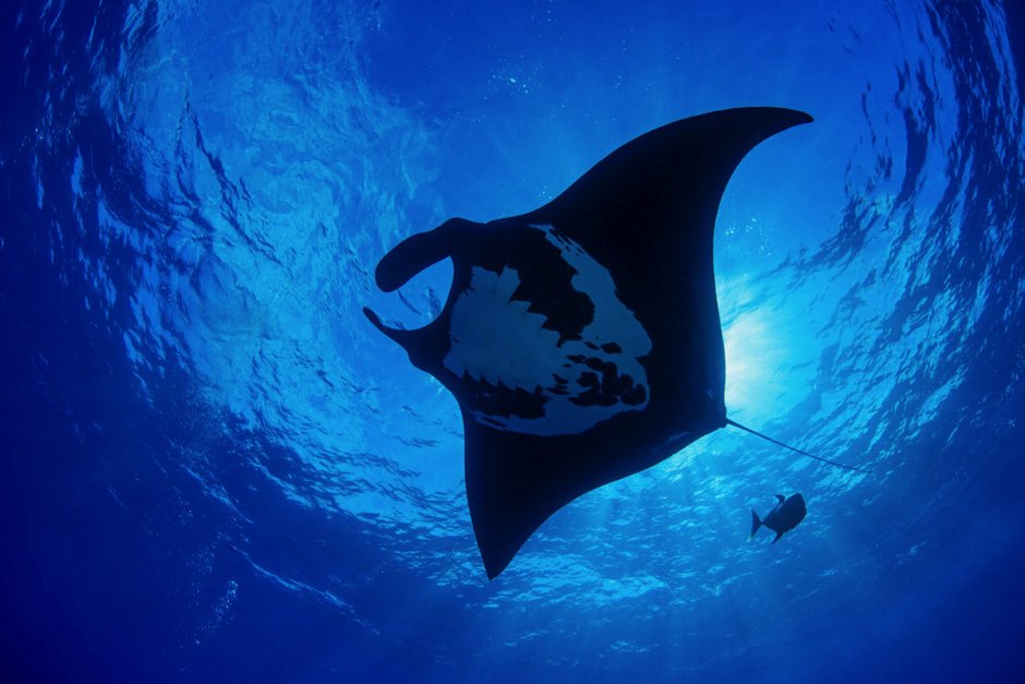 Гигантский морской дьявол Manta birostris