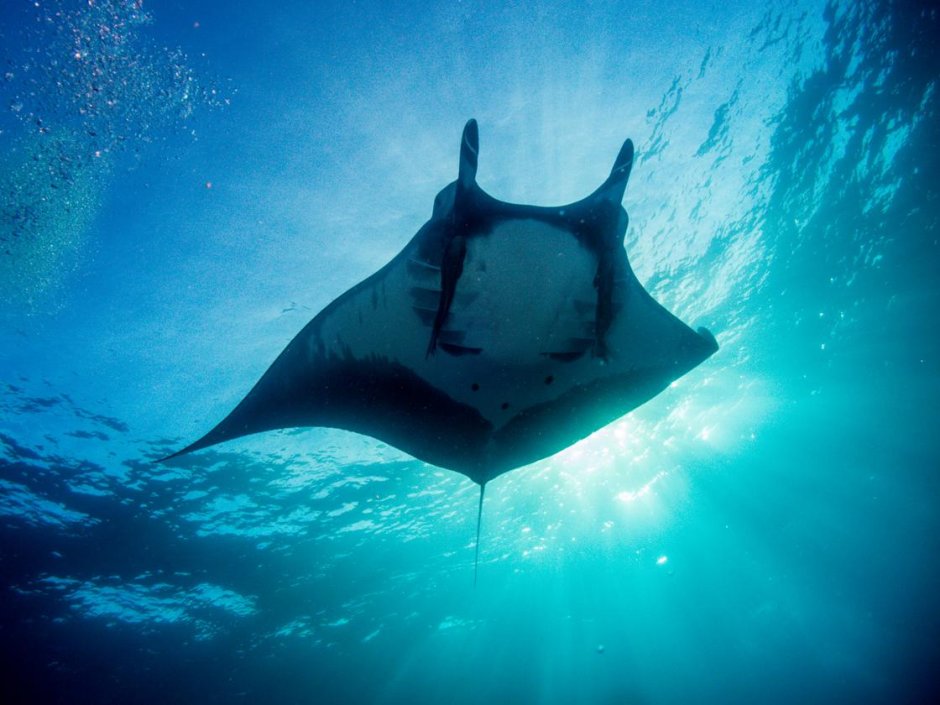 Manta birostris Oceanic Manta ray