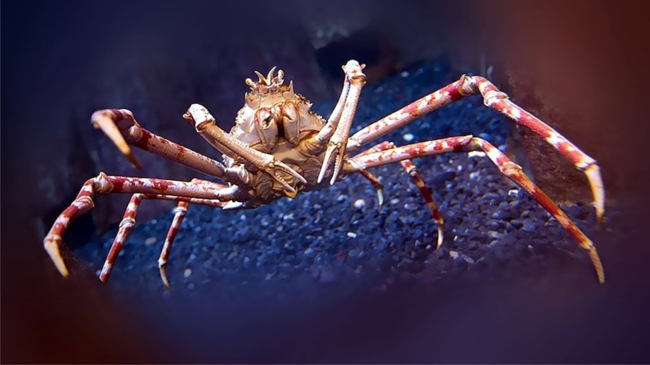 Крабы Macrocheira kaempferi