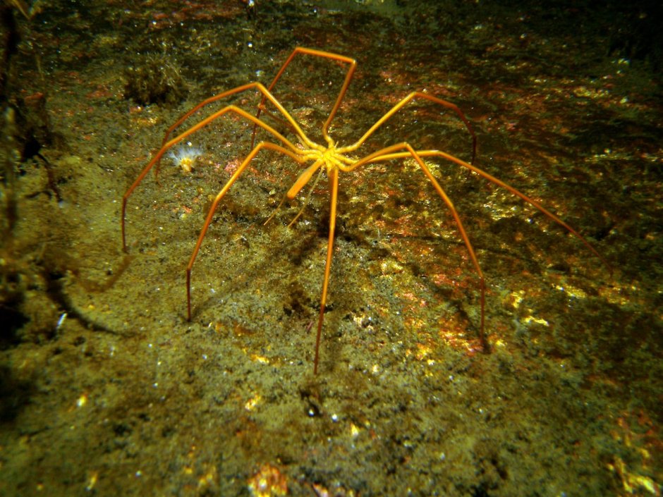 Антарктический морской паук