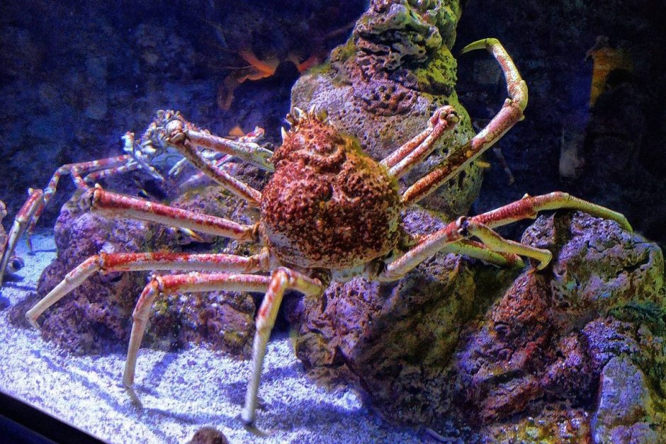 Крабы Macrocheira kaempferi
