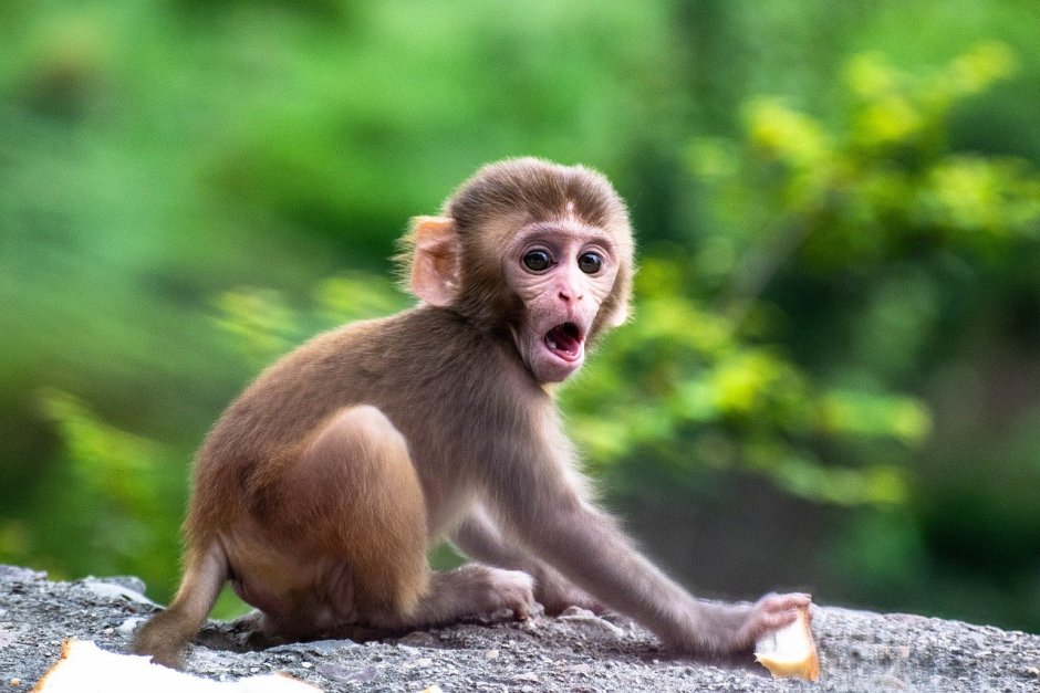 Тонкинский ринопитек (Rhinopithecus avunculus)
