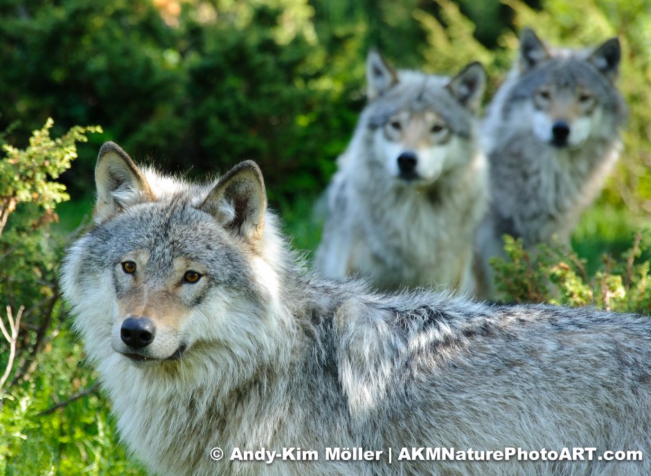 Canis Lupus ареал