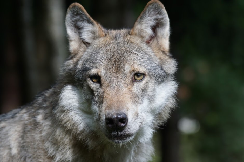 Canis Lupus irremotus