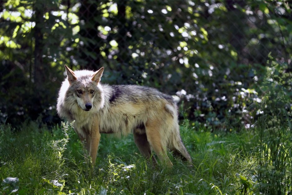 Волк canis Lupus