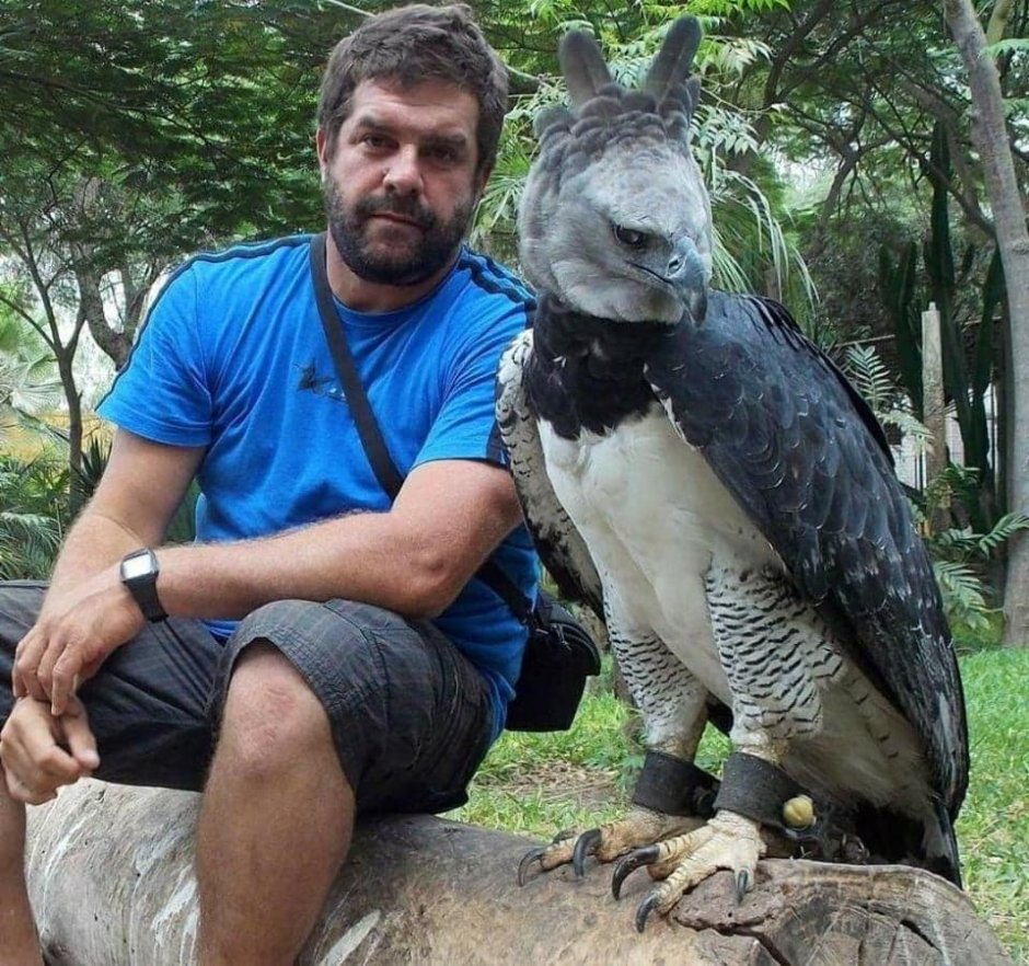 Орел Гарпия