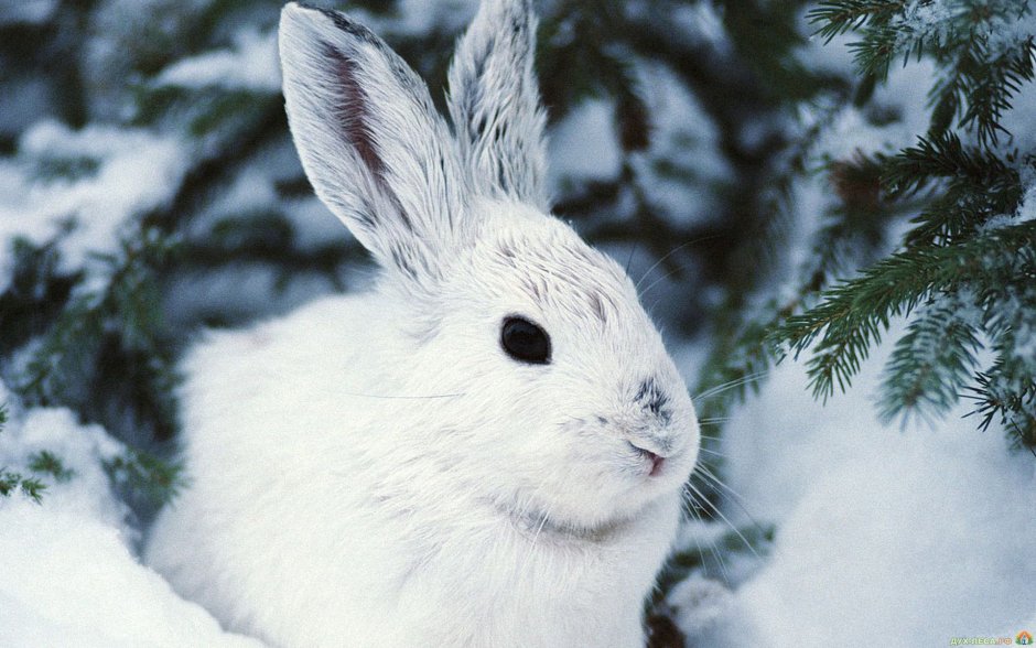 Заяц-Беляк – Lepus timidus Linnaeus, 1758