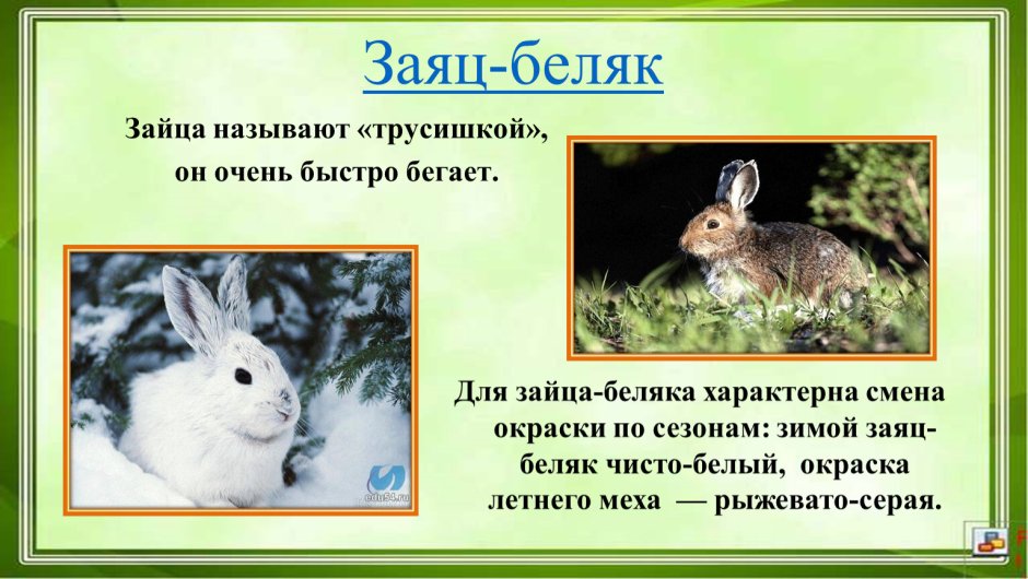 Заяц Беляк Карелия